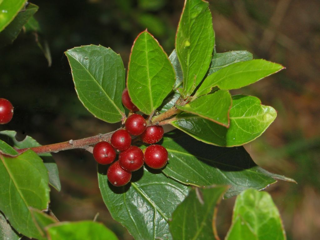 Rhamnus alaternus / Ranno lanterno